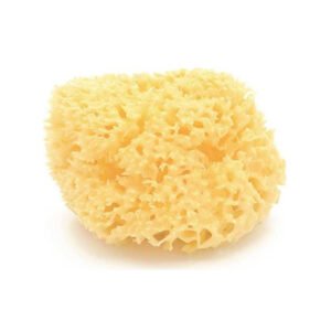 Bellini Esponja Mediana Archipiélago